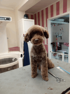 Beauty Dog Solln