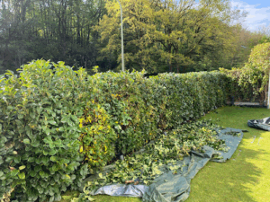 Gartenfriseur Benedikt Hecht