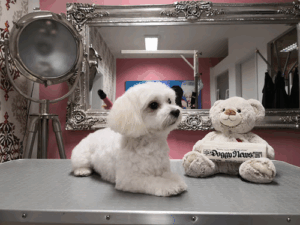 Hundesalon Hundepflege München