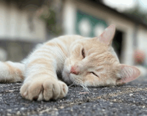 Katzensitter München West