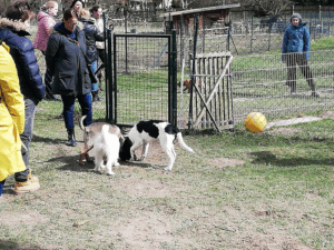 Lucky Dogs - Die Hundeschule