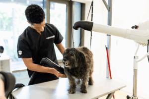 McGroomer Hundefriseure Hadern