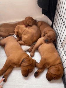 Puppy Yoga München