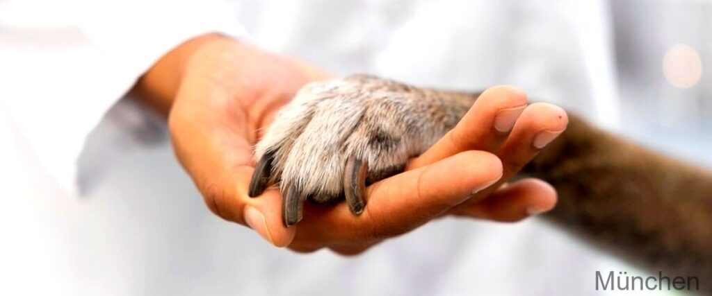 Die 7 besten Tierärzte in München